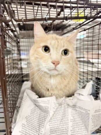 Bowie - Domestic Short Hair