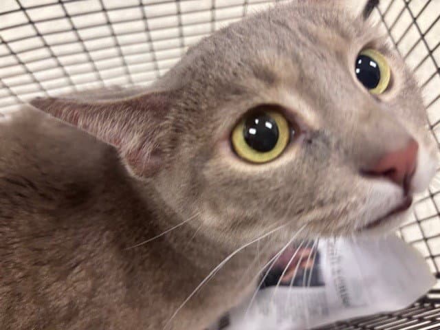 Luna - Domestic Short Hair