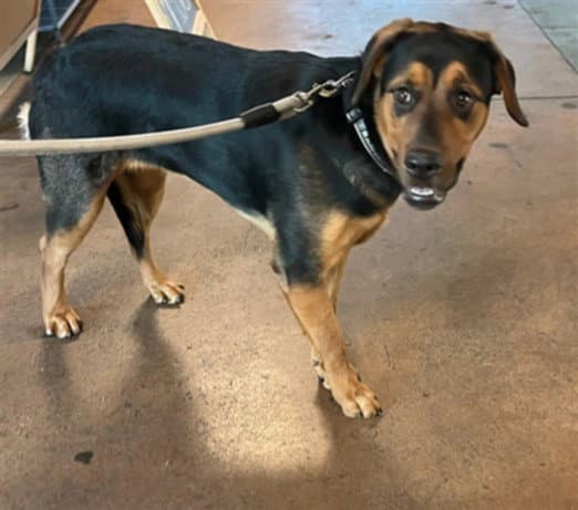 Daisy - Rottweiler