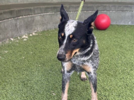 Dolly - Australian Cattle Dog/Blue Heeler