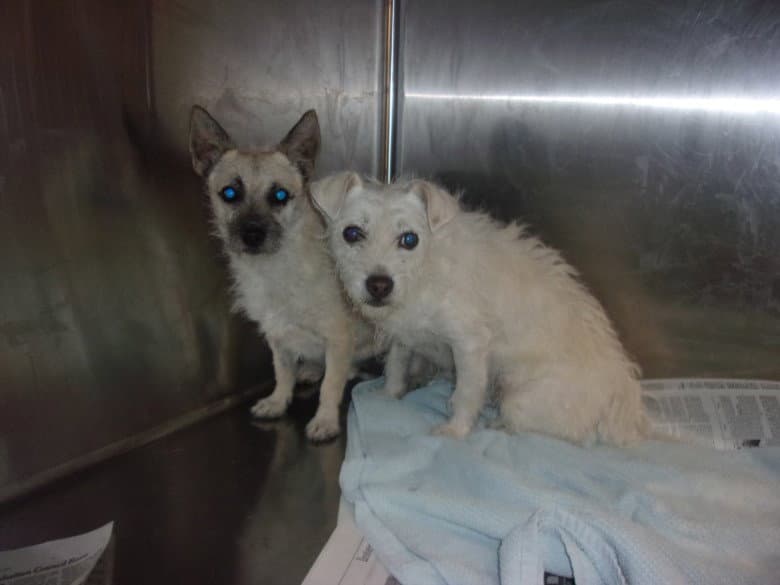 Scrappy - Cairn Terrier