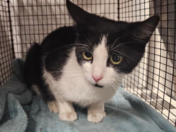 Peregrine - Domestic Short Hair