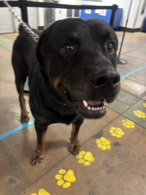 Rocky - Rottweiler