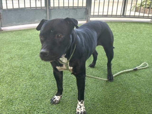 Rollins - Pit Bull Terrier
