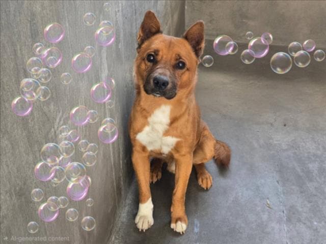 Oso - Pit Bull Terrier
