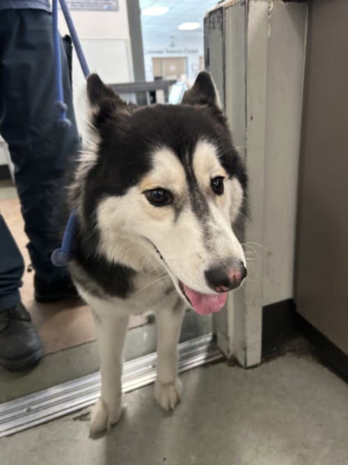 Lassie - Husky