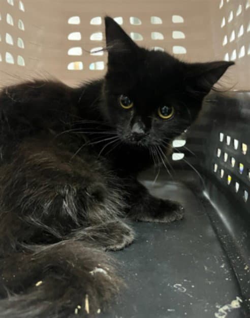 Silva - Domestic Short Hair