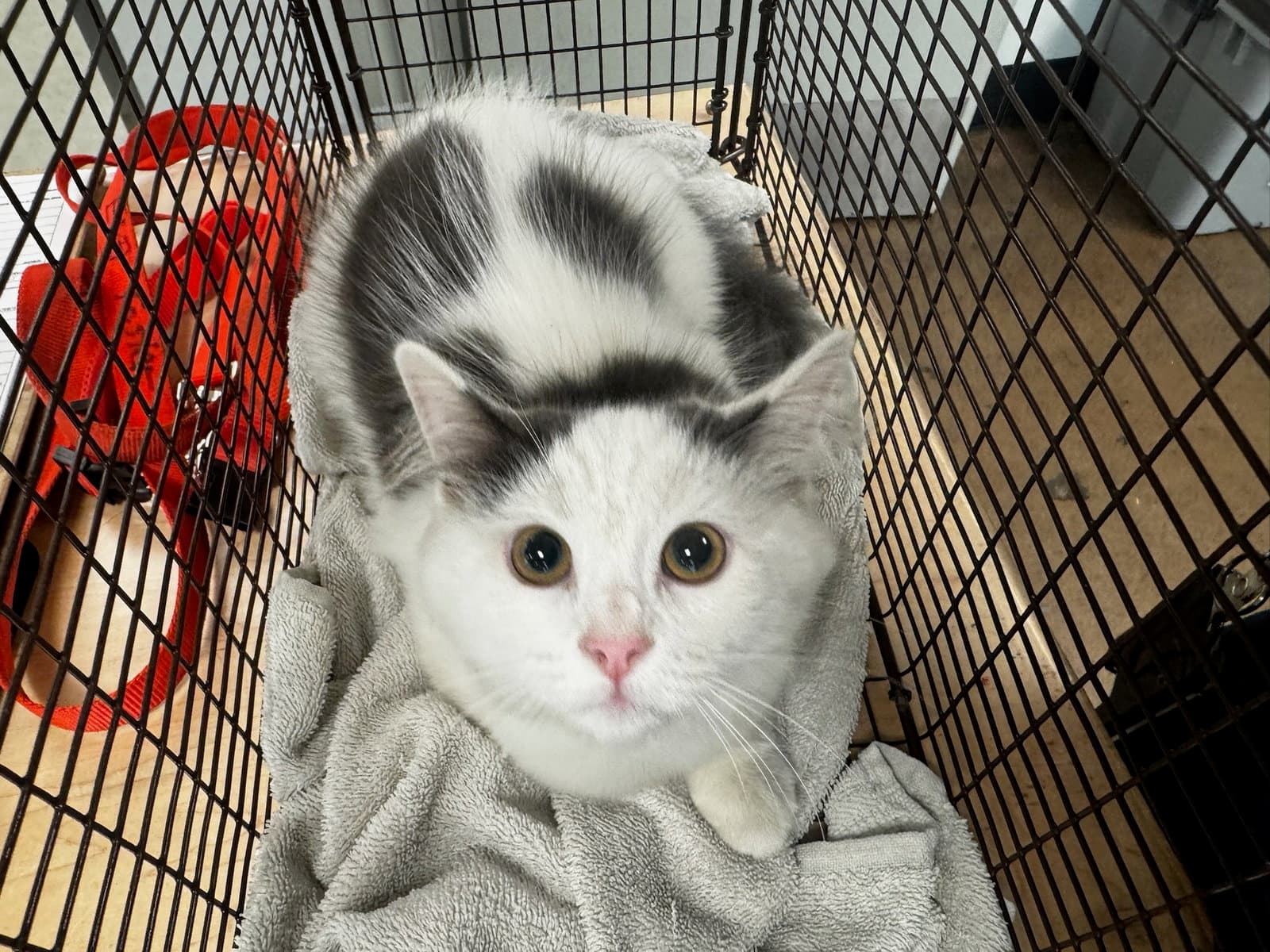 Lizzo - Domestic Short Hair