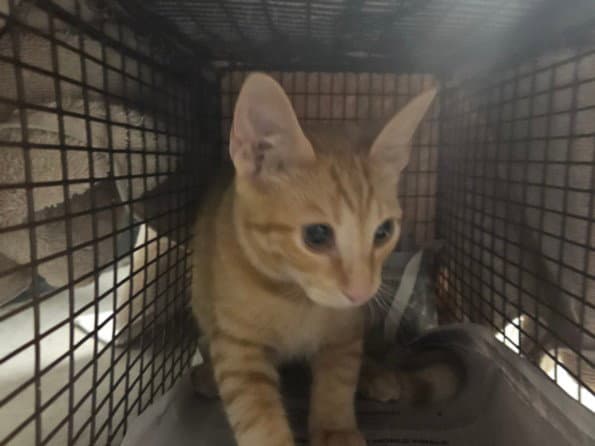 Sumpthin - Domestic Short Hair