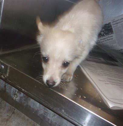 Peesh - Chihuahua