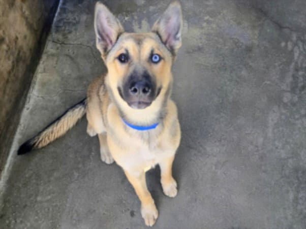 Yuri - German Shepherd Dog