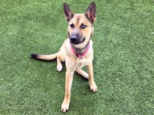 Yuri - German Shepherd Dog