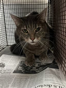 Louie image 1