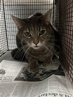Louie - Domestic Short Hair