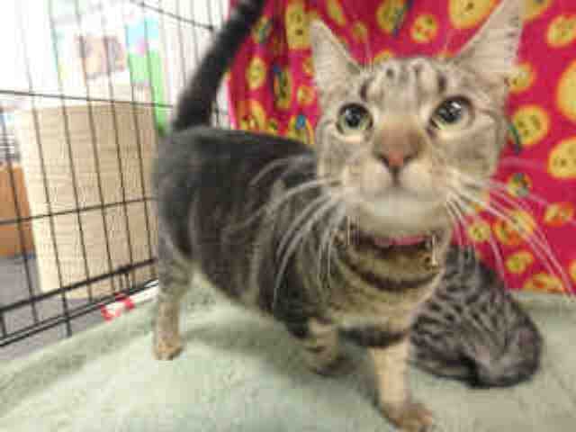 Bella - Domestic Short Hair