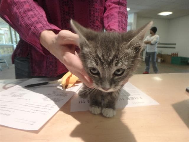 Mr Whiskers - Domestic Short Hair