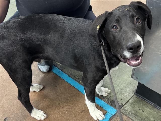 Snoopy - Labrador Retriever