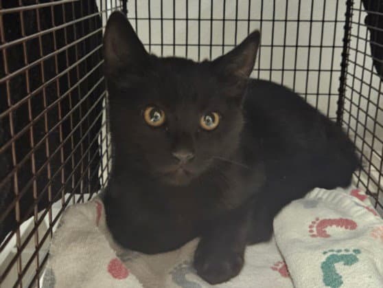 Chulo - Domestic Short Hair