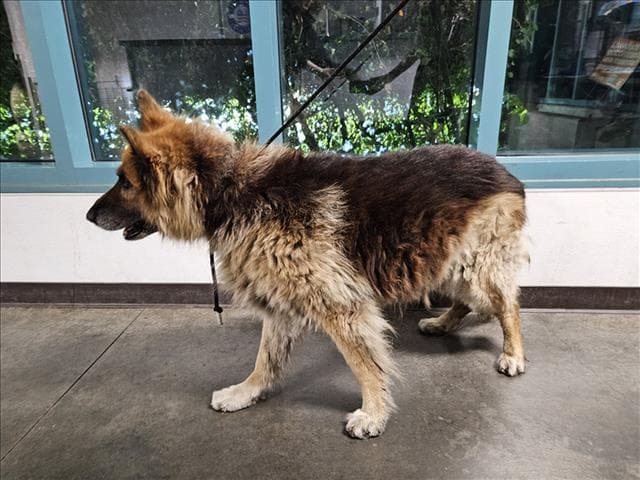 Rocky - German Shepherd Dog