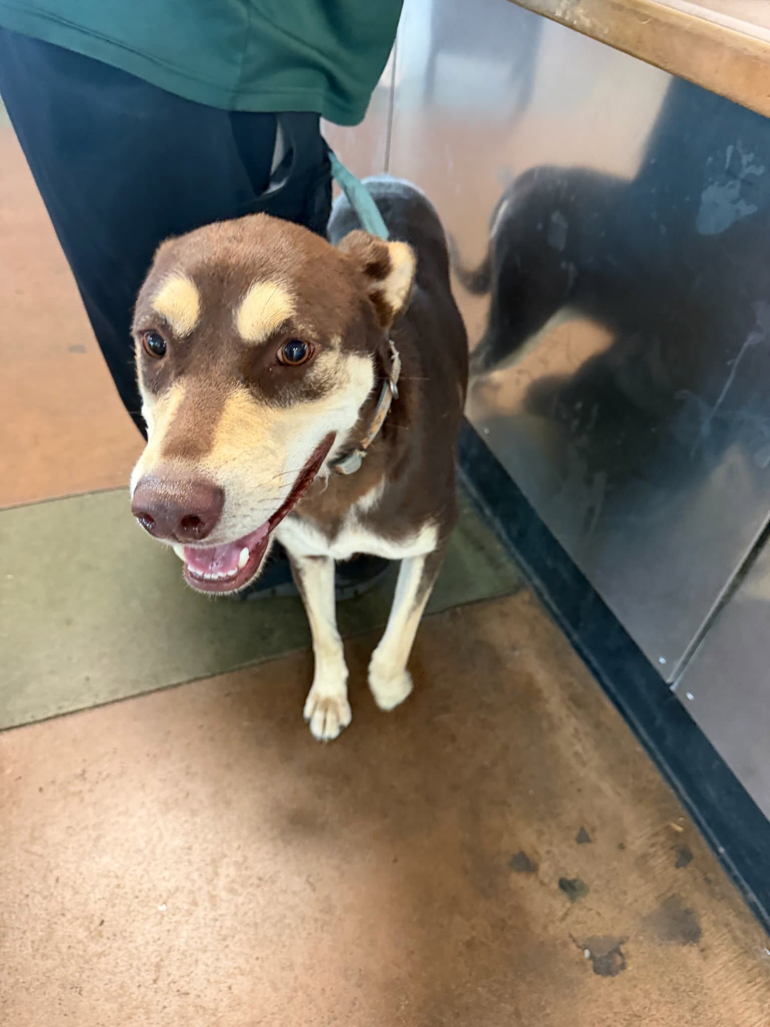 Carmella - Australian Kelpie