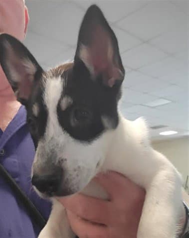 Iris - Husky