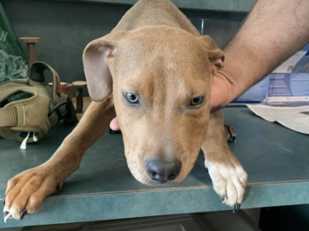 Jerry - Rhodesian Ridgeback