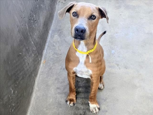 Jerry - Rhodesian Ridgeback