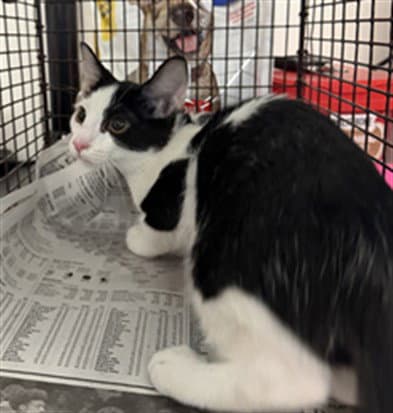 Moo Moo - Domestic Short Hair
