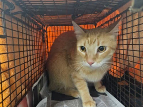 Dewey - Domestic Short Hair