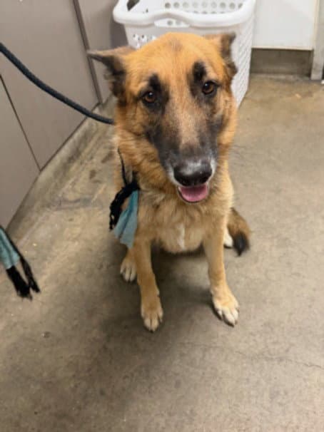 Evelyn - German Shepherd Dog
