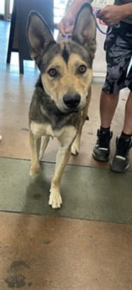 Manfred - German Shepherd Dog