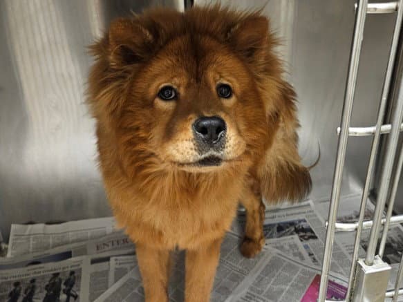 Kaval - Chow Chow
