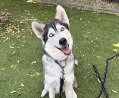 Valerie - Husky