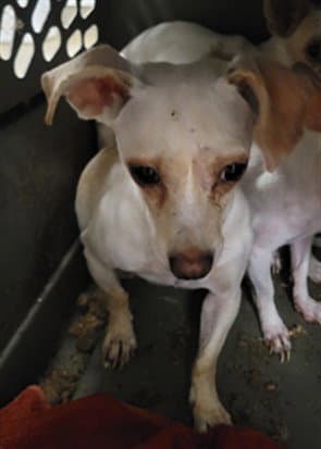Connie - Chihuahua