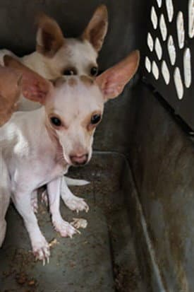 Kai - Chihuahua
