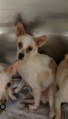 Lars - Chihuahua