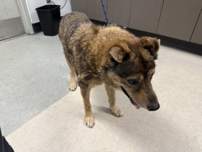 Baluu - German Shepherd Dog