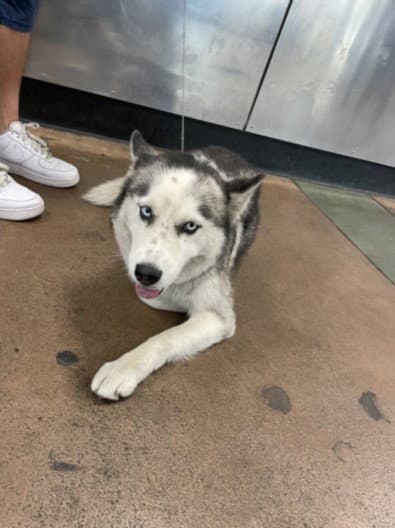 Sassie - Siberian Husky