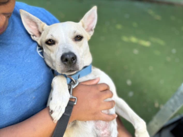 Poet - Carolina Dog