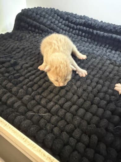 Curry - Domestic Short Hair