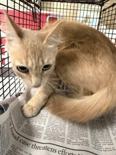 Tangie - Domestic Short Hair