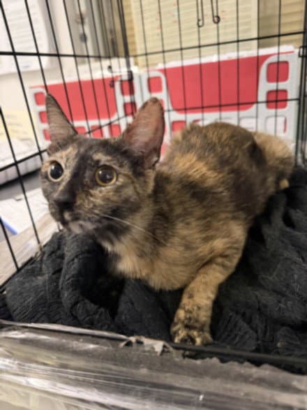 Kimmy - Domestic Short Hair