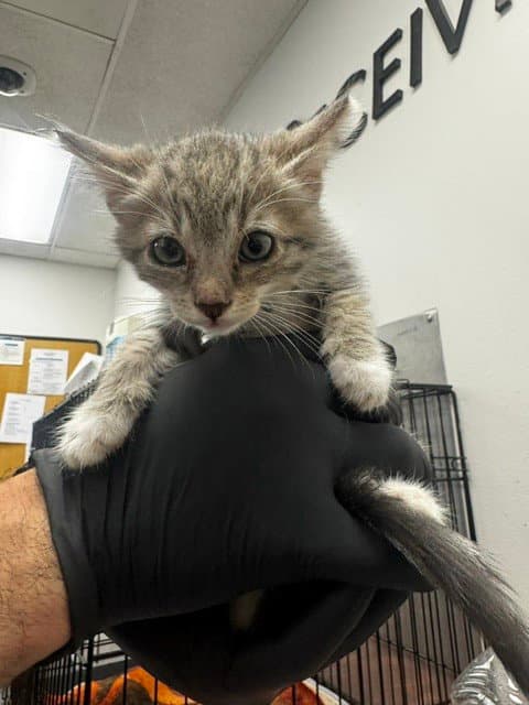 Zeke - Domestic Short Hair