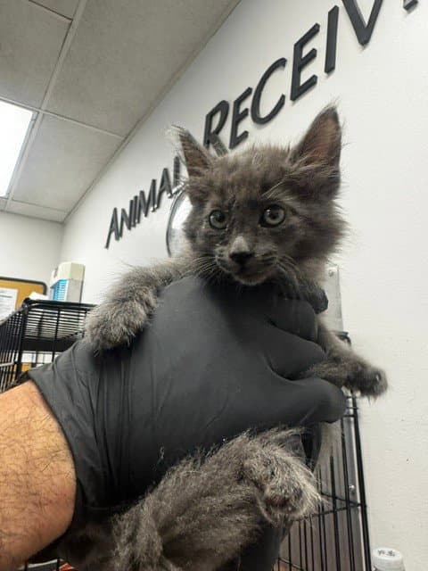 Zara - Domestic Medium Hair