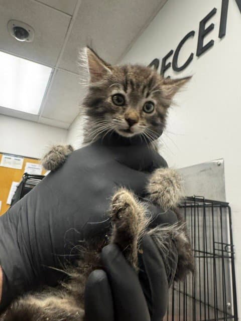 Zena - Domestic Medium Hair