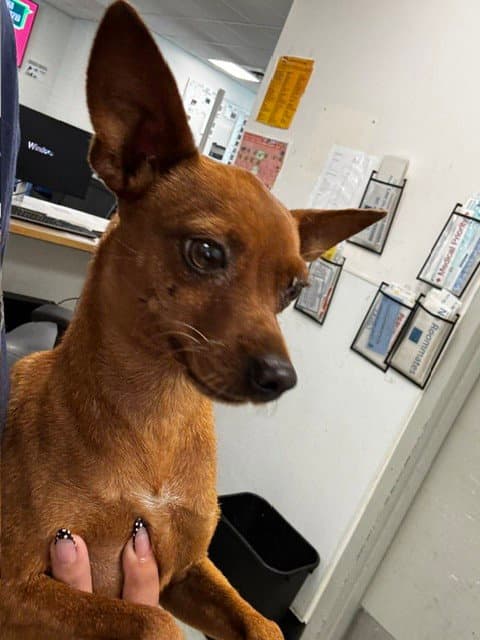 Scooby - Chihuahua
