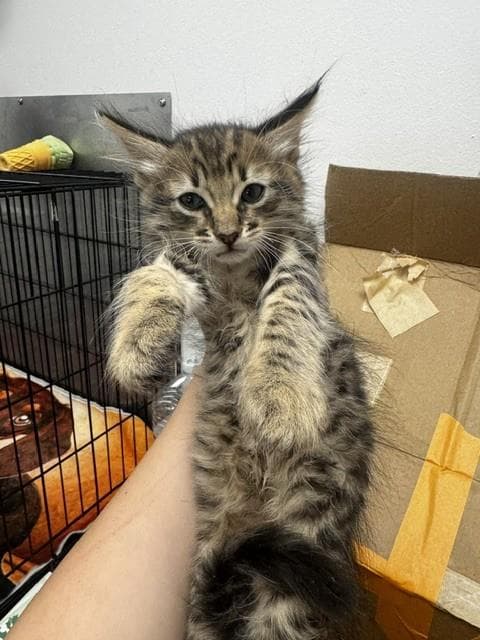 Kendrick - Domestic Medium Hair
