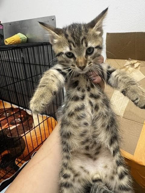 Meek - Domestic Short Hair