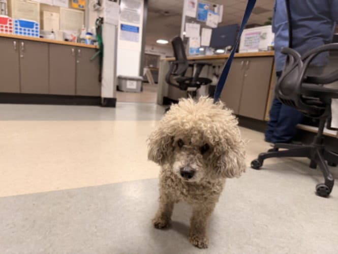 Koda Bear - Poodle (Miniature)