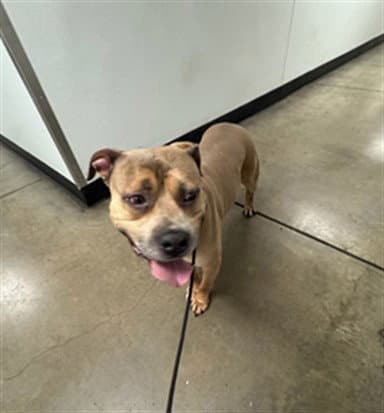 Max - Pit Bull Terrier